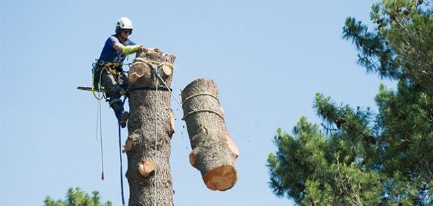 poda en altura